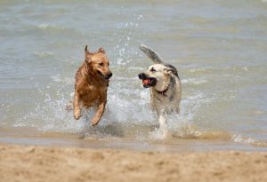 Spelen met honden | KynoGedrag Gedragstherapie voor Honden