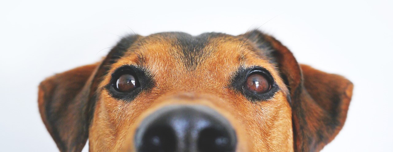 KynoGedrag Werkwijze gedragstherapie hond