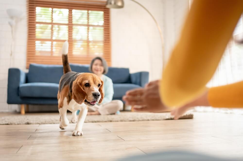 KynoGedrag Gedragstherapie voor honden