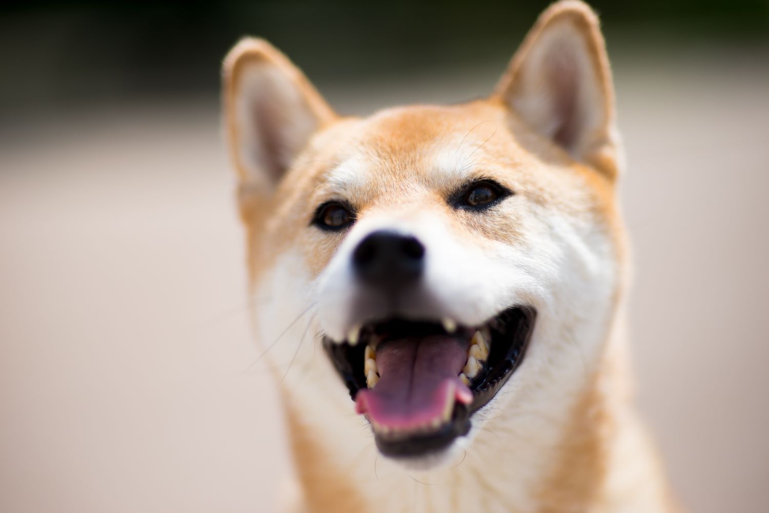 KynoGedrag Gedragstherapie voor honden Anette Enneking