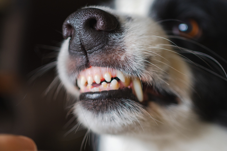 hond gromt naar mij