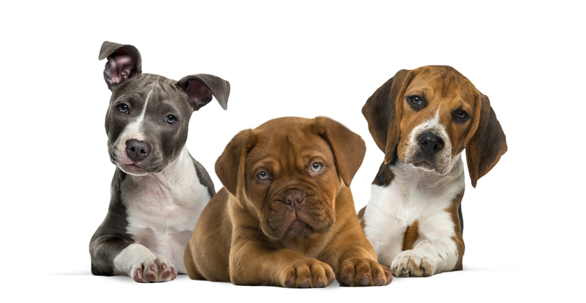 honden willen een goede gedragstherapeut